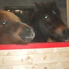 Anden særlig race Indien