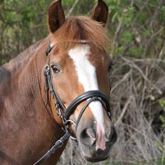 New Forest Adeleide -B-pony SOLGT