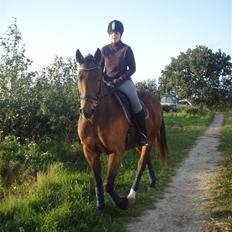 Tysk Oldenburger La Silvia