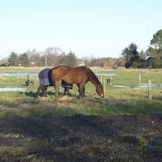 Tysk Oldenburger La Silvia