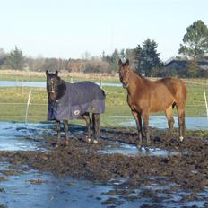Tysk Oldenburger La Silvia