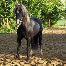 Welsh Pony (sec B) KallistalodgeViper RIP:'(