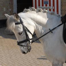 Anden særlig race choko prins *solgt :( 