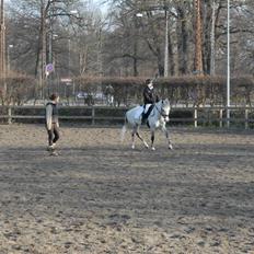 Anden særlig race choko prins *solgt :( 