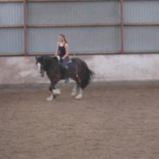 Irish Cob Hampus