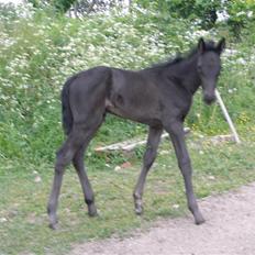 Traver okay marschall  død 21-2-