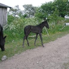 Traver okay marschall  død 21-2-