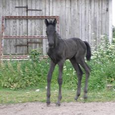 Traver okay marschall  død 21-2-