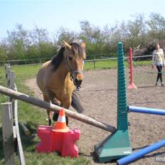 Anden særlig race Julie