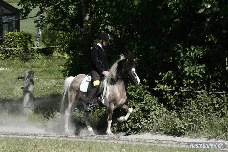 Islænder Rindur f. Markusminde - velkommen til rindurs profil:D billede 1