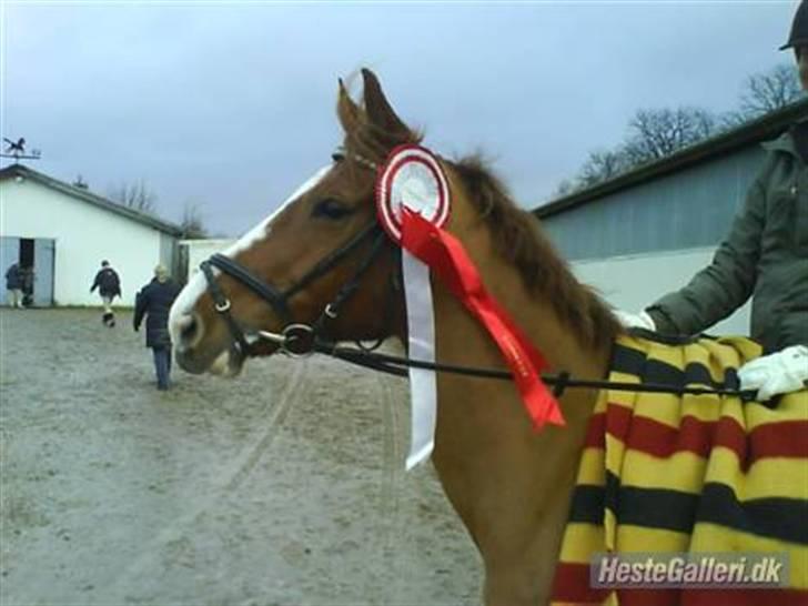 Tysk Sportspony Poersy Pay billede 1