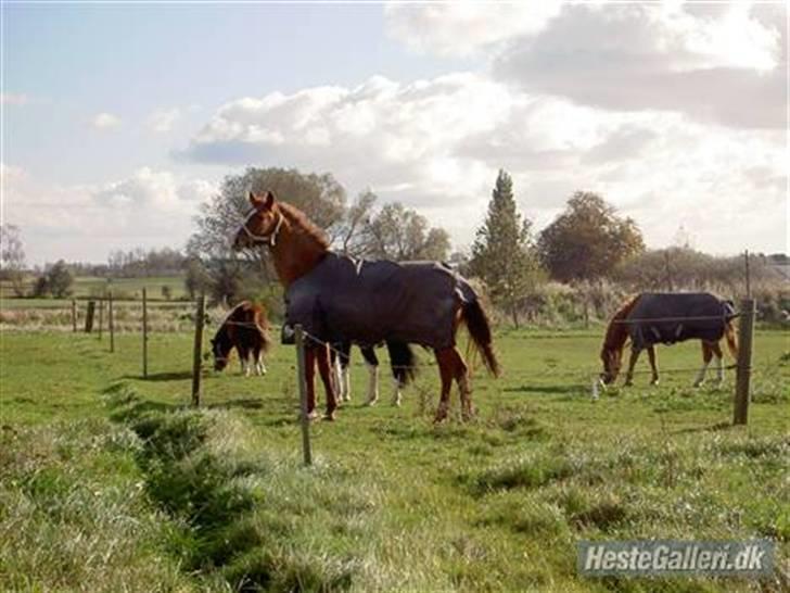 Tysk Sportspony Poersy Pay billede 2