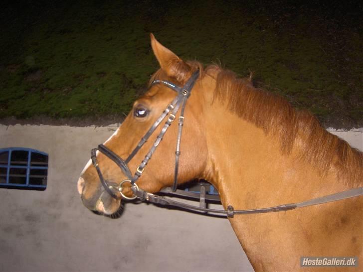 Tysk Sportspony Poersy Pay billede 6