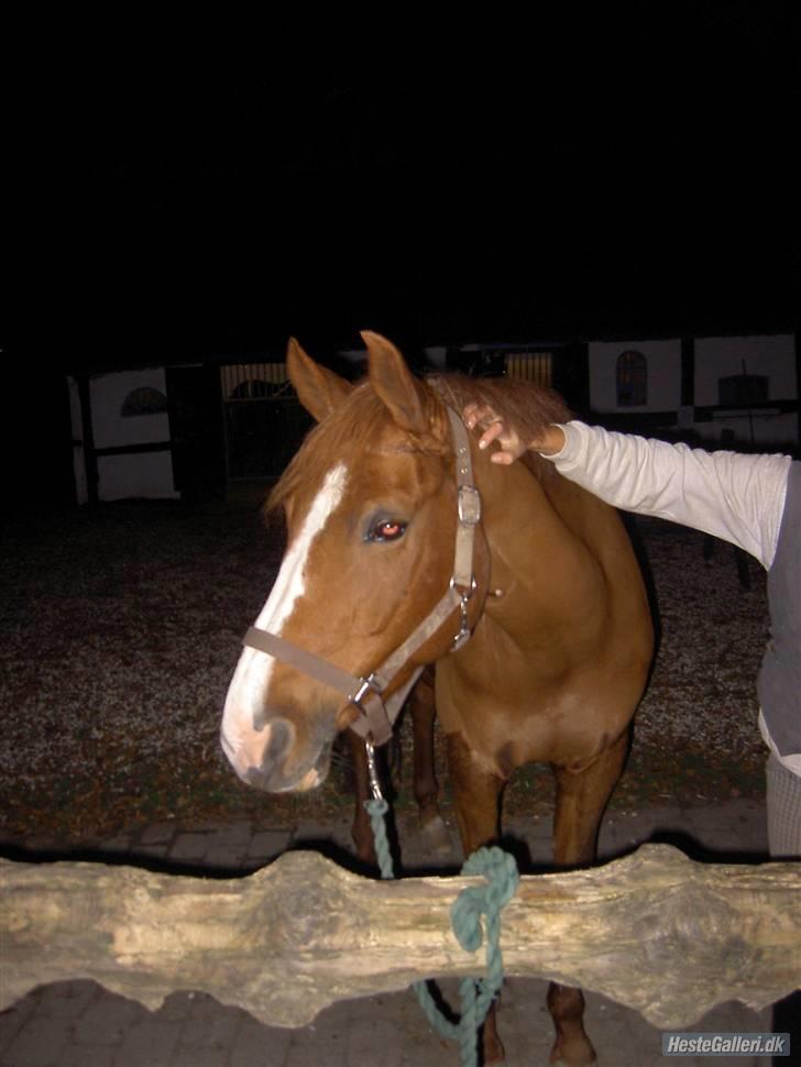 Tysk Sportspony Poersy Pay billede 8