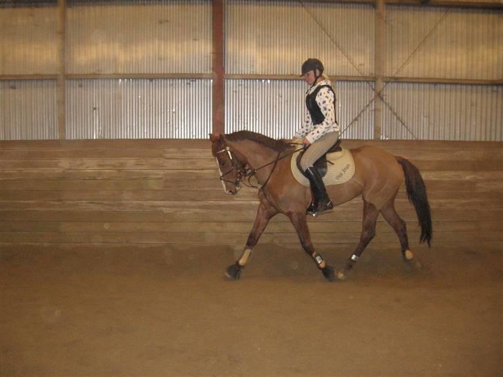 Tysk Sportspony Poersy Pay billede 9