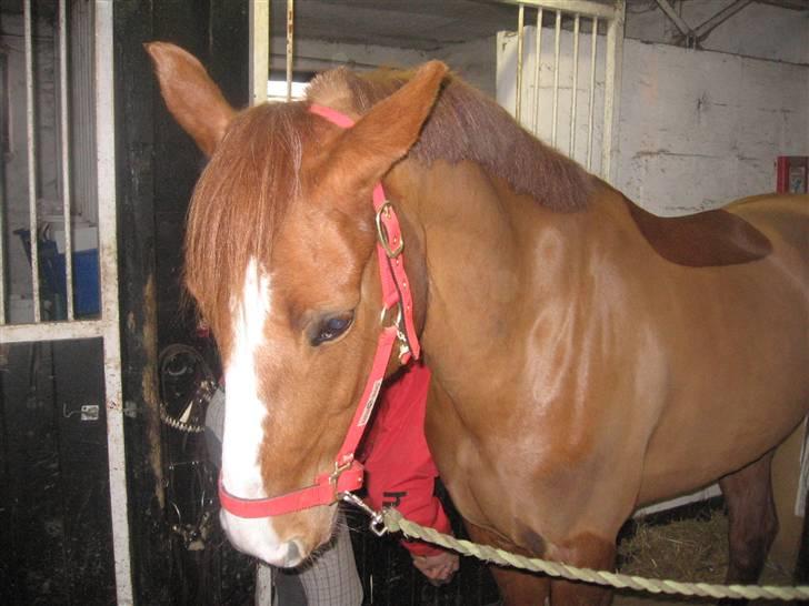 Tysk Sportspony Poersy Pay billede 11