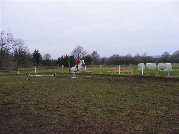 Anden særlig race Penelope *SOLGT* - Penelope og jeg over et spring på ca. 85 cm. billede 4