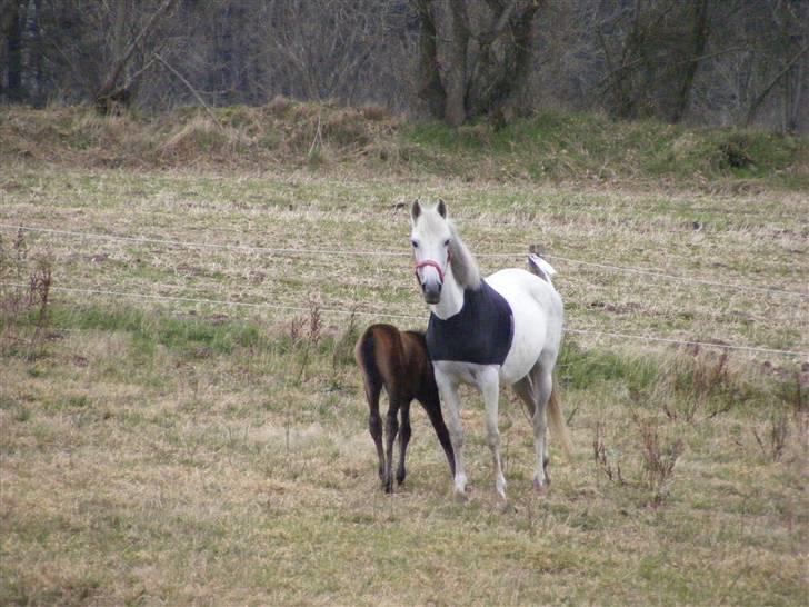 Anden særlig race Penelope *SOLGT* billede 5
