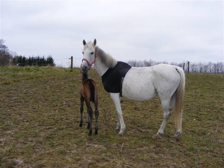 Anden særlig race Penelope *SOLGT* billede 6
