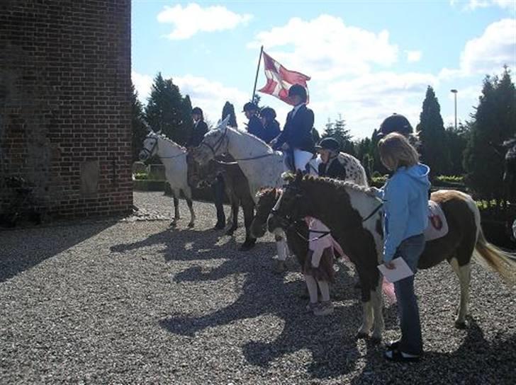Anden særlig race Little Sheik-Maskot *DØD* - Konfirmation billede 12