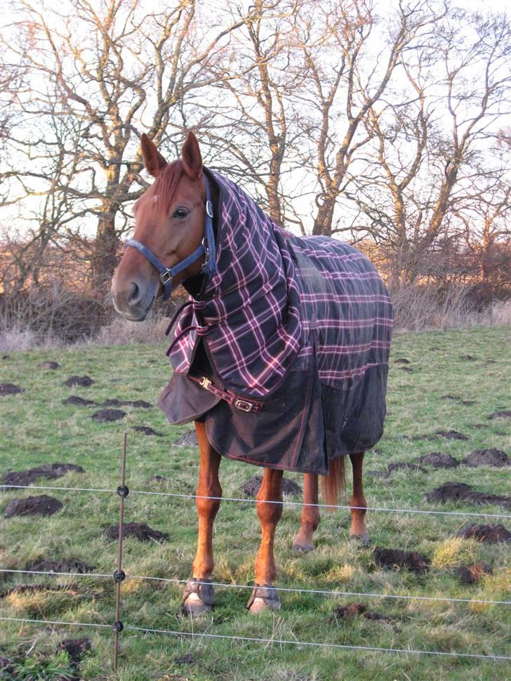 Dansk Varmblod Valløs Nikita- tidl. hest - Kitte, det er da utroligt du ikke kan holde varmen... hehe billede 12