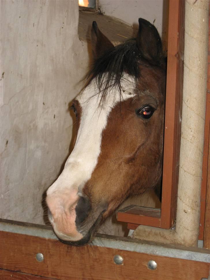 Anden særlig race Romeo (R.I.P.) - Romeo´s smukke hovede, står og venter på mad. hhe billede 15