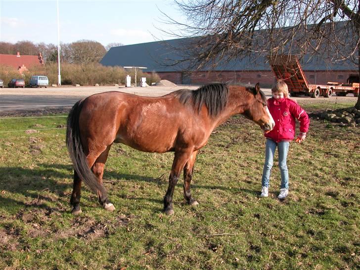 Anden særlig race Romeo (R.I.P.) - på folden vinteren 2008 billede 17