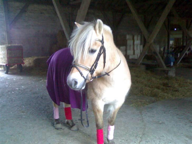 Fjordhest Maegårds Lotti *part* - Smukke Lotti.. med de fine bandager og det fine tæppe. Rigtig lille love pony :D billede 1