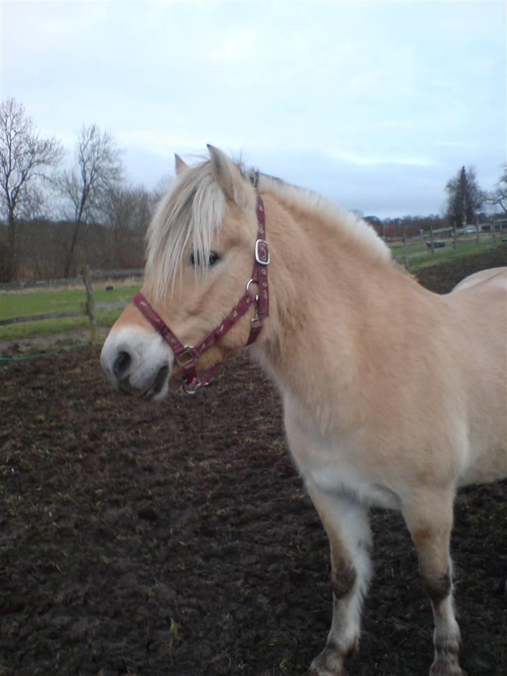 Fjordhest Maegårds Lotti *part* - 2007 billede 2