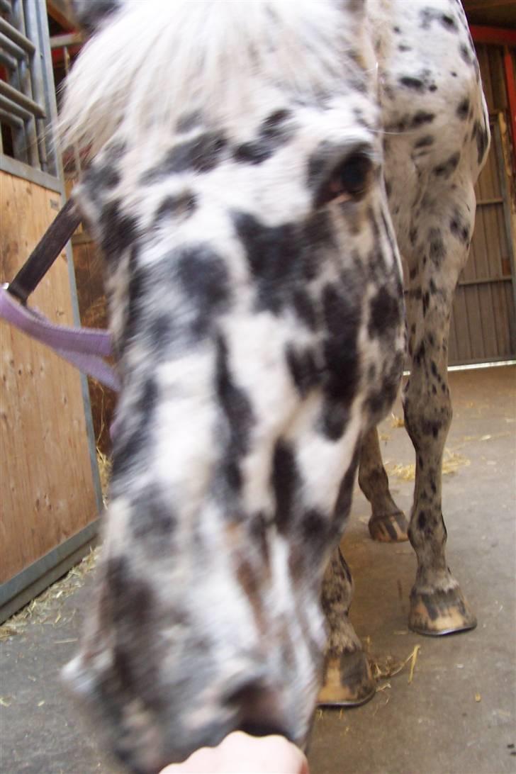 Appaloosa Ilja - R.I.P - #14. Nogle efterspurgte en krop - der er den, ved godt det et dårlig billede d: billede 12