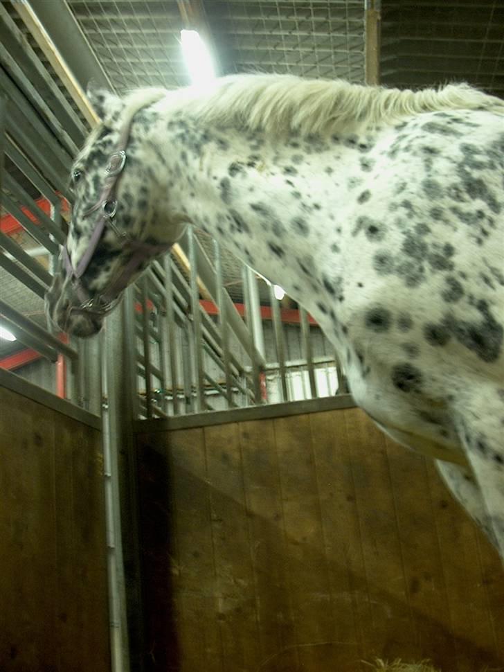 Appaloosa Ilja - R.I.P - #15.  "See hvor høj jeg er :D" billede 13