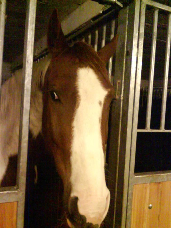 Pinto Induc R.I.P /';  billede 1