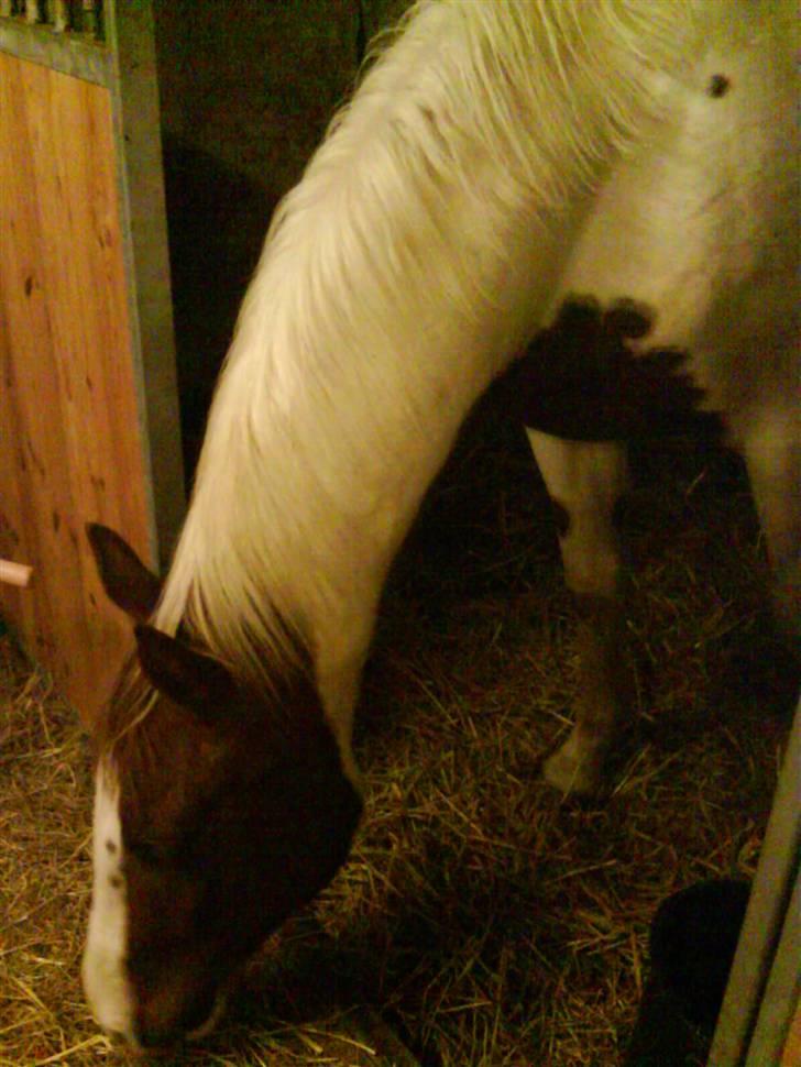 Pinto Induc R.I.P /';  billede 2