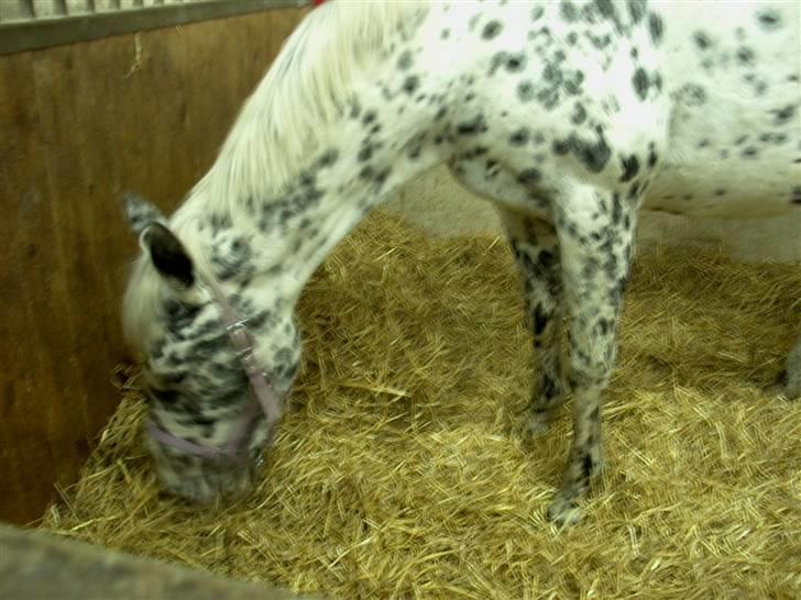 Appaloosa Ilja - R.I.P - #16.  Mad. Mad. Mad. Mad. billede 14