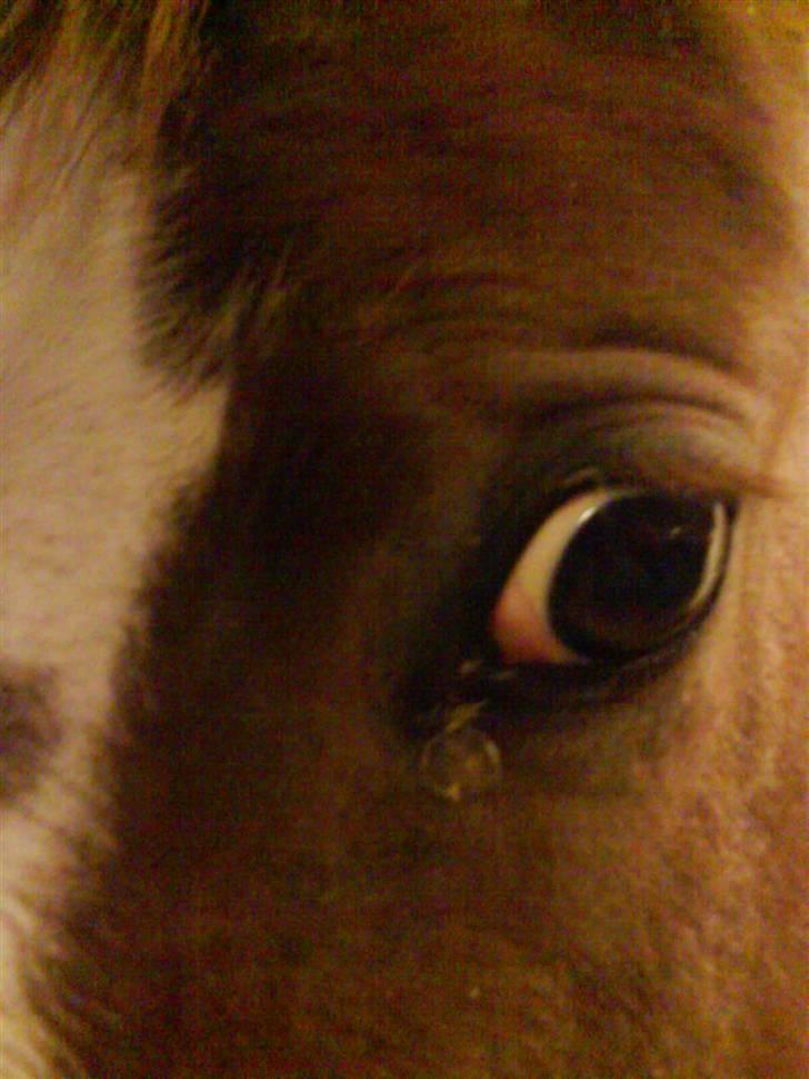 Pinto Induc R.I.P /';  billede 3