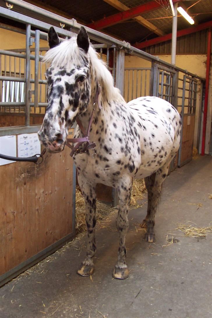 Appaloosa Ilja - R.I.P - #17.  Den efterspurgte krop :b billede 15
