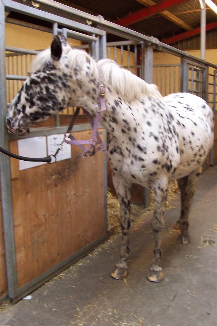 Appaloosa Ilja - R.I.P - #18.  "Hvad er det for en spændende ting? o:" billede 16
