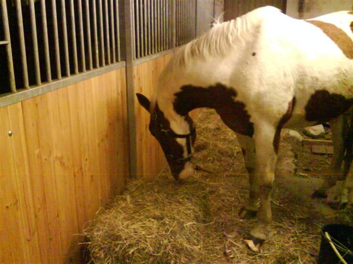 Pinto Induc R.I.P /';  billede 4