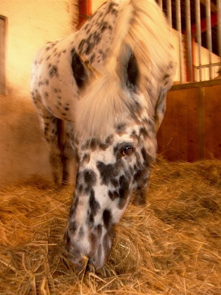 Appaloosa Ilja - R.I.P - #19. Hø smager da også så dejligt? (: Yndlingsbillede :D billede 17