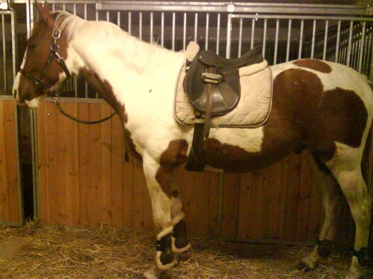 Pinto Induc R.I.P /';  billede 5