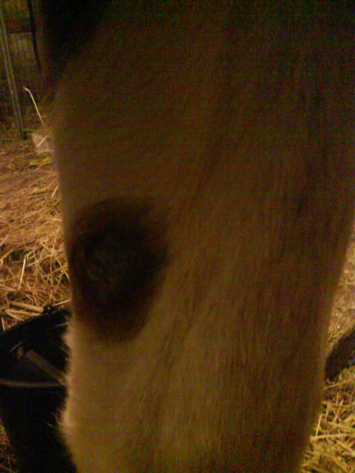 Pinto Induc R.I.P /';  billede 6