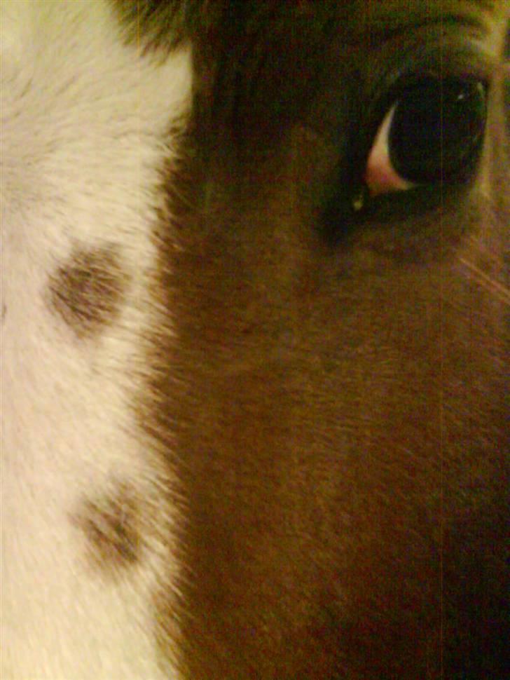 Pinto Induc R.I.P /';  billede 7