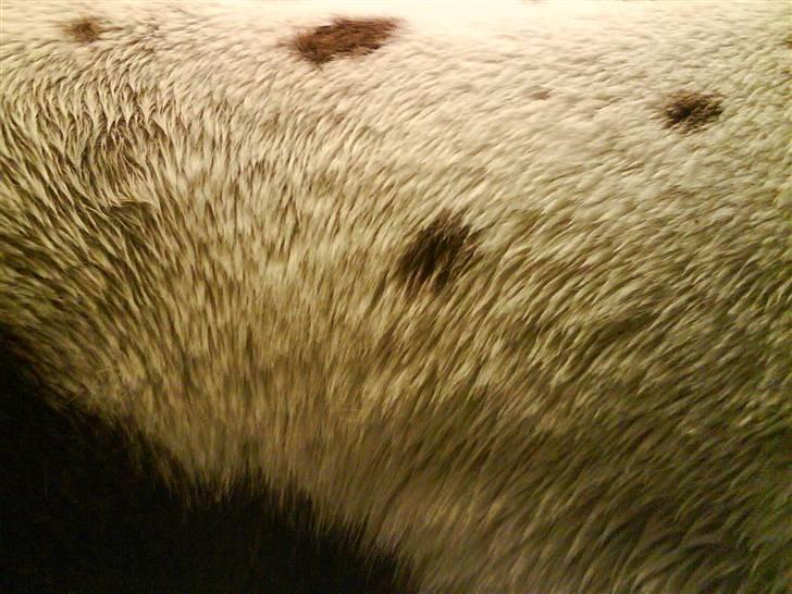 Pinto Induc R.I.P /';  billede 8