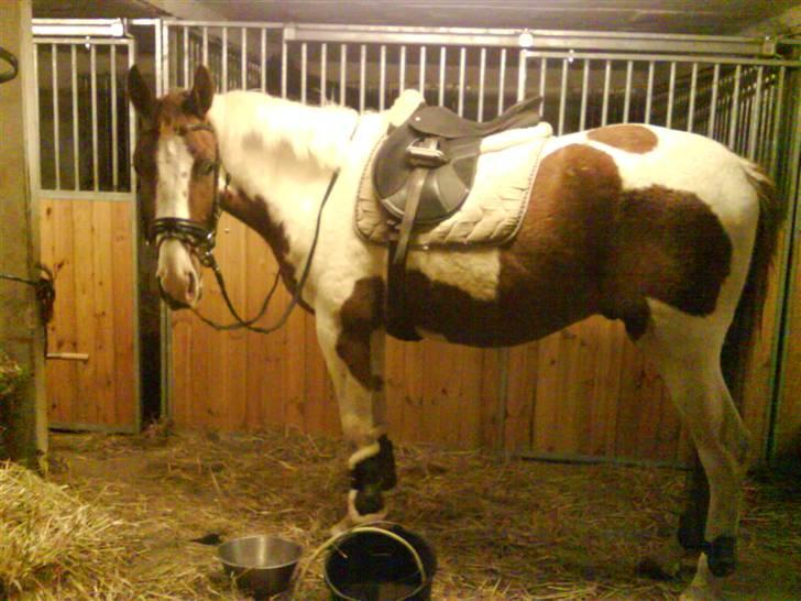 Pinto Induc R.I.P /';  billede 9