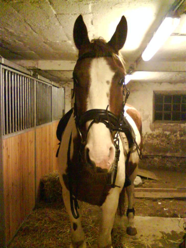 Pinto Induc R.I.P /';  billede 10