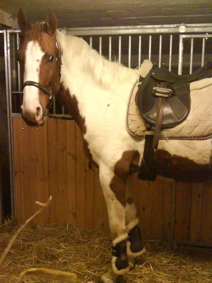 Pinto Induc R.I.P /';  billede 11