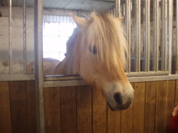 Fjordhest Maegårds Lotti *part* - Lottí i sin boks ;D 2008 billede 3