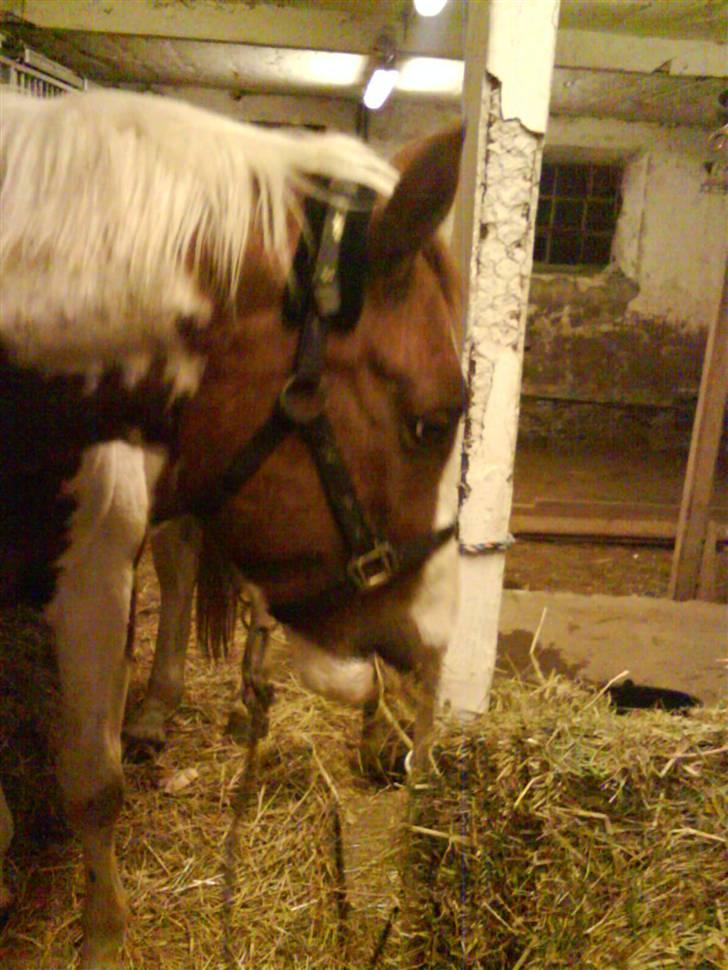 Pinto Induc R.I.P /';  billede 12