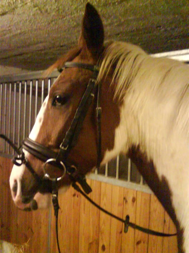 Pinto Induc R.I.P /';  billede 13