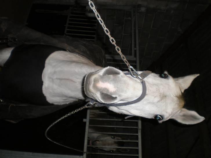 Holstener Charmeur - Dec. 2007 billede 14